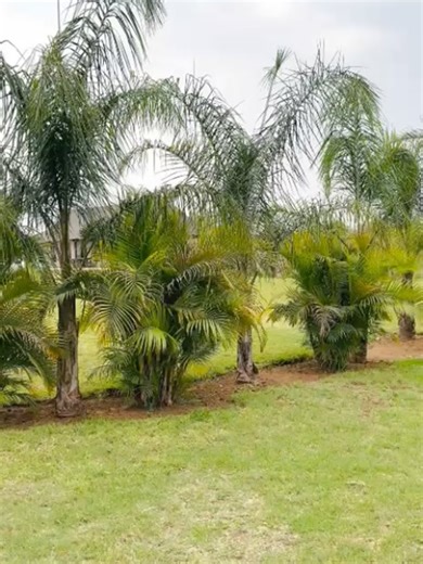 Florence Palms Resort on Reels