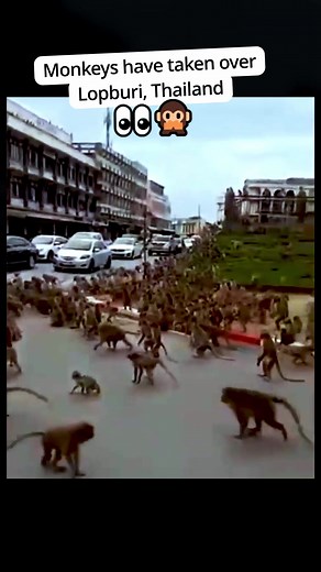 Monkey gangs have taken over the streets of Lopburi, Thailand! There are so many that it is becoming a big problem. Could you imagine living here? #monkeys #monkey #monkeygang #thailand #news | Doodoosquad