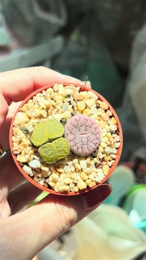 We Call Them Butts! 🪴 Meet Our Adorable Succulent Babies 💚