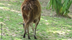 Indian muntjac (Muntiacus muntjak), also called southern red muntjac and barking deer, is a deer species native to South and Southeast Asia.