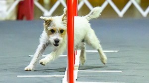 Wowed by the agility dogs at the Westminster show? A winning handler explains how it's done