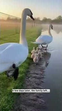 A Sawn Desperately Pounding At The Ice Covering My Frozen Pool #rescue #animal #shorts