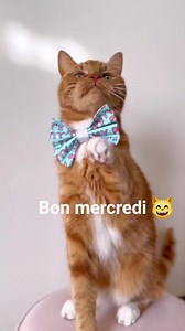 136 reactions · 40 shares | Lolcat on Reels | Facebook