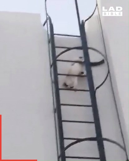 2.4M views · 102K reactions | 'So this is how my cat climbs down ladders apparently...'  | LADbible | Facebook