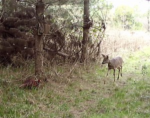 2.4M views · 6.9K reactions | Animal encounter! Our Wildlife & Conservation Ranger recently captured this on a trail cam. This roe deer was surprised to meet a pheasant. We are busy monitoring the many species of wildlife living here, learning about our ‘fellow residents’ we normally only glimpse every now and then! More about our wildlife  https://bit.ly/4a5nCuW | Westonbirt Arboretum - Forestry England | Facebook