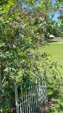 Spring Garden Tour 🌱 Blueberries, Sweet Potatoes & Butter Beans Growing Strong!
