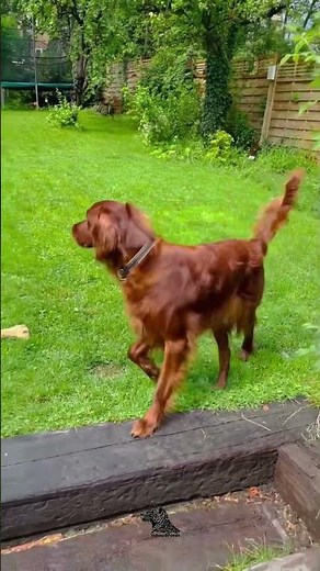 Irish Setter – The Energetic Red Beauty 🇮🇪🐶