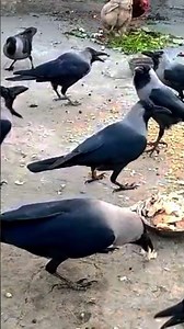 Amazing Crows#shorts#birds