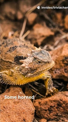 Animal Lovers: Horned Lizard |Trivia part 488 #Trivia #HornedLizard #shorts #Herpetology