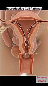 Reproductive Cell Pathway ｜ Human Fertilization Process ｜ Educational Biology Animation..