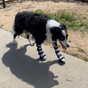 New carpal braces for this guy! These braces help with carpal / MCP joint hyperextension and instability. #NewStride #dogbraces #doghelp #happydog #carpalbrace #customdogbraces | New Stride Animal Prosthetics and Orthotics