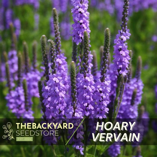 Hoary Vervain Seeds: Violet Blue Perennial Herb, Pollinator-friendly - Etsy