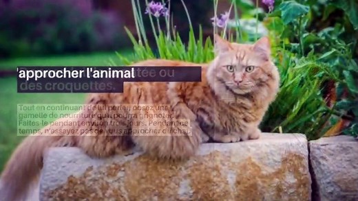 Comment apprivoiser un chat ?