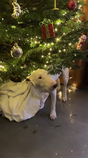 Humorous Bull Terrier Moments for Animal Lovers