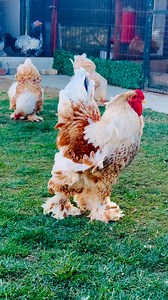 Zor bir renk..Geliştirilmesi zaman alıyor. Hala ` seviyesindeyiz😐 @ bufflacedbrahma | X Force X-force