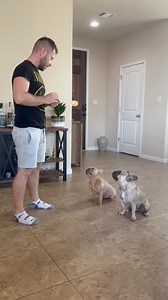 French Bulldogs are far more trainable than many people realize. What you see here is a real result built through daily training, consistency, and clear communication. This is not luck — it’s a structured process that helps dogs reach their full potential. Don’t underestimate this breed. Have questions? Ask in the comments, and follow the page for professional training guidance. 🐾 #frenchbulldog #pet #frenchie #dogtraining #cuteanimals | Lone Star Dog Training and Care