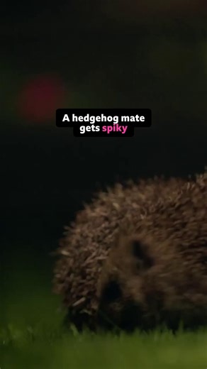 A male hedgehog tries to woo a female mate 🦔 Spines and intimacy don't mix 😳🦔 Watch Wild London on #iPlayer from 1 Jan BBC One BBC iPlayer #WildLondon #DavidAttenborough #WildLife #London #Hedgehog After a life spent travelling the globe, David Attenborough, the world’s most famous naturalist, turns his attention closer to home to explore the wildlife of England’s iconic capital in Wild London. Having lived in London for 75 years, David has an intimate knowledge of the city’s natural history 