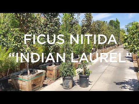 Moon Valley Nurseries Versus The Competition: Ficus Nitida Columns