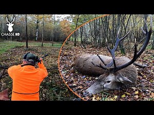 AN EXTRAORDINARY DRIVEN HUNT: A MEMORABLE RED STAG !