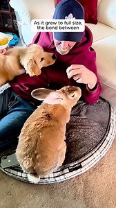 42K views · 1.1K reactions | A family found a helpless baby bunny and adopted it #bunny #bunnylove #bunnyrabbit #animalovers #animalworld #rescueanimals #loveanimals #animallover #animals #animalplanet #fypシ゚ | AnimalLove Stories | Facebook