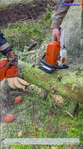 Trabajo en equipo para talar árboles: la eficiencia del corte cooperativo
