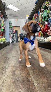 Running on pure Boxer puppy energy 💥🤎 #boxer #boxerpuppy #boxerpuppies #boxerdog #boxerdogs | Petland Bradenton
