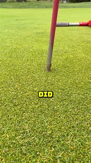 1.1K views | The Secret Life of Flying Dragon Lizards #short #usa #fact | Quick Munch. | Facebook