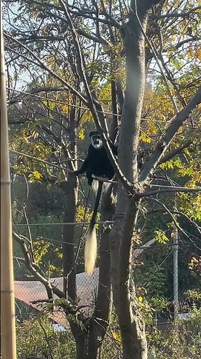 Colobus Monkey Caught Peeing from a Tree 🌳😂 | #PrimateKingdom #Nature