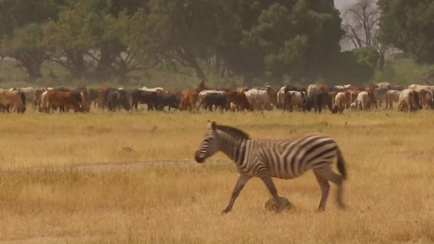 The Wonders of Kenya: A Journey Through Its Diverse Nature