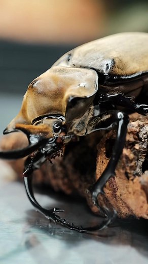 Amazing Elephant Beetle: A Unique Invertebrate Beauty