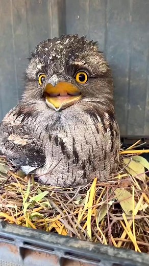 7.7K views · 311 reactions | Australia’s nocturnal bird | Wildlife Planet | Facebook