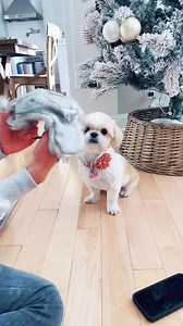 290K views · 3K reactions | Moms obsessed with Tik Tok  #tiktok #dog #pet #shihtzu #annoying #DealGuesser | Thatdogstella | Facebook