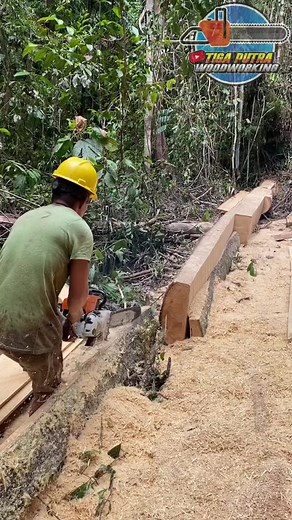 Chainsaw Techniques for Cutting Thick Logs Safely