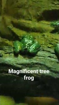 Magnificent Tree Frog in Sydney Zoo