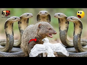 Mongoose vs King Cobra: The Most Intense Survival Battles Ever Filmed