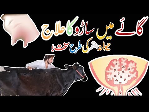 Mastitis in Cattle || Inflammed Udder||Management and Treatment