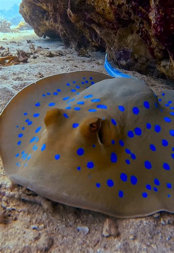 💙 The Bluespotted Stingray (Taeniura lymma) is one of the Red Sea’s most striking rays. Its vivid blue spots warn predators it’s not to be messed with its venomous tail spines can deliver a painful sting. During the day, it hides under sand or coral ledges, but at night it glides over the reef in search of crabs, shrimp, and worms. Graceful, shy, and always dazzling to spot! 🌊✨ #BluespottedStingray #TaeniuraLymma #RedSea #BigBlueSea #ReefLife