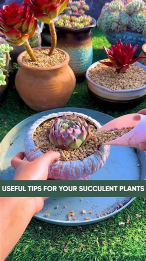 How to Repot Succulents: A Step-by-Step Guide