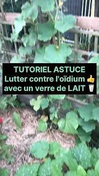 Treating powdery mildew with milk?🥛permaculture tutorial #garden