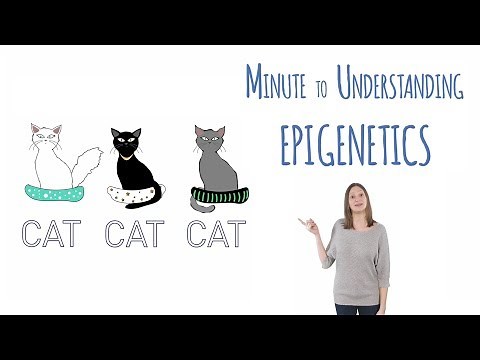 What is epigenetics?