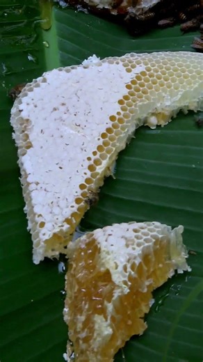 Beehive managent during a field visit #honey #honeybees #beefarm #beefarming #tiruppur #udumalpet