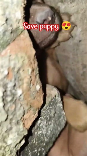 puppy recover #entertaininganimals #shortsfeed #youtube #shortsviral #shorts #viral #pets #doglove