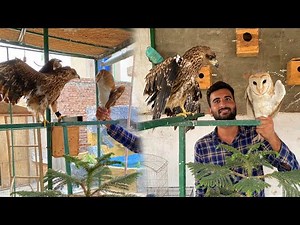 Owl Ko Eagle K Sath Band Kr Diya🥰