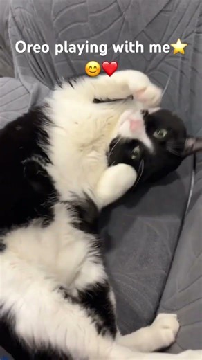 My baby boy Oreo 😘
