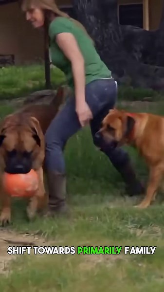 How did these dogs become a top family guardian?