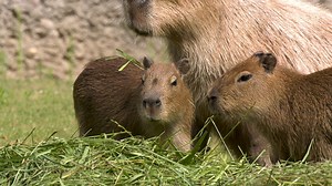 Sonntag ist Familientag. 🥰 Zeit für ein paar schöne Stunden mit den Liebsten und einen Ausflug ins Grüne. Unsere Capybara-Familie macht es vor: Mama Marly und Papa Augustin genießen gemeinsam mit ihren Drillingen Kaila, Lara und Theo die Sommersonne auf den Wiesen unserer Südamerika-WG. ☀️ ➡️ Ihr findet die größten noch lebenden Nagetiere der Erde auf unserem Erweiterungsgelände. | Zoo Berlin