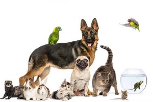 Fancy pet burials: Kenyans go over the top to honour loved pets -Video