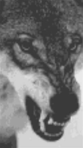 How Wolves Hunt Together. #wolf #wildlife #animalbehavior