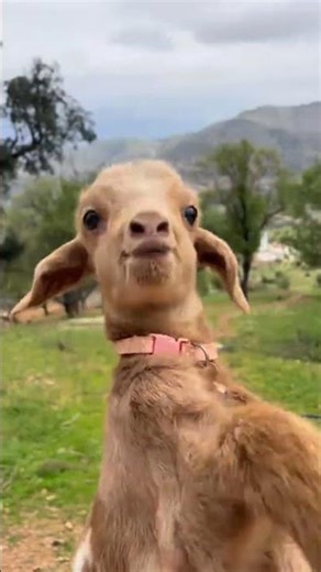 Baby Goat Sound Like Baby Cry | Cute Kid Goat Bleating Maa Maa | Funny Animal Short Video #shorts