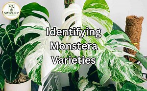 How To Know What Monstera Variety You Have? - Simplify Gardening